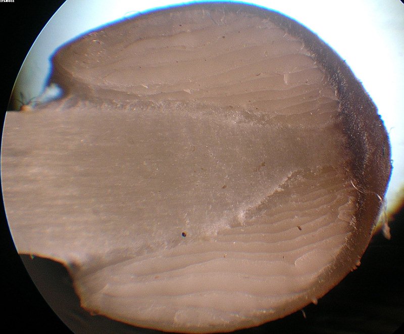 Coprinopsis strossmayeri (Schulzer) Redhead et al.